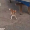 日本一隻柴犬盯上了街景車,畫風頓時變得超搞笑!