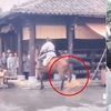 網曝劇組殘忍虐狗?馬後腿踢翻小黃狗,劇組人員冷眼旁觀?
