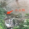 大叔冒險下懸崖救狗。網友:我做不到,所以尤其敬佩!