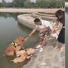 去游泳狗狗死活不願意上岸,這麼愛水上輩子怕是條美人魚啊!