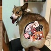狗狗屁股毛太多老沾屎,鬼才主人一刀剃出個愛你的形狀~
