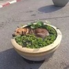 才五月,這些狗就熱的不行了!這些狗狗的消暑方法太可愛啦!