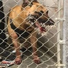 致敬!警犬追捕逃犯過程中被豪豬扎200多根刺,仍不放棄…