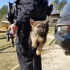 工作犬上班的第一天:真的萌出血啦!
