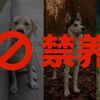 中國奇葩新養寵政策:「45公分」的限養標準,實在是不合理!