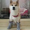 日本鏟屎官示範如何輕鬆洗狗,網友:我還是洗隻假狗吧!