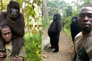 超霸氣！剛果國家公園內「山地大猩猩」與管理員一起擺pose自拍！互相信賴的照片在網路爆紅
