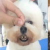 狗狗呲牙裝兇,沒發現自己門牙掉了,現場人員嘴角一度崩壞…