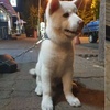 被最醉酒男子性侵:「都怪你長得太可愛了!」三個月大幼犬留下心理陰影大小便失禁