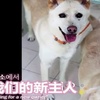 兩隻狗狗在水溝裡等死,被救後卻遲遲不肯離去,竟是為了「等待主人」