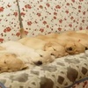 黃金獵犬寶寶真的是太可愛,網忍不住:「你能長得慢點嗎?」