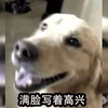 黃金獵犬被偷後認賊作父,被警察解救後,竟然還襲警救小偷?