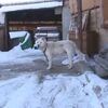 狗狗寧願睡雪地也不進狗窩,這背後的原因,值得每個鏟屎官反思