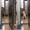 狗狗猝不及防來了個劈叉,索性趴地上假裝無事發生過…