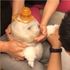 低配太空狗!主人為了給狗剪指甲,又一直被咬被抓,已經顧不上牠的尊嚴了(請勿在家模仿)