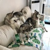 大家都誤會哈士奇了,二哈真的不拆家!二哈:「我們只是在裝修!」(蛤?)