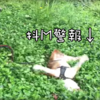 路人撞見狗狗「自虐」剛開始還挺心疼,直到發現牠是故意的!網:「原來是個抖M啊!」(影片)