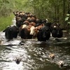 洪水淹沒牧場!「4隻狗狗」拯救「上百頭牛」,記者:「狗狗是當之無愧的英雄!」