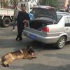 德牧被鐵鏈繞頭開車拖拽,路人制止車主後,他竟然還理直氣壯:「車開的又不快」