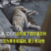 那些經歷過核輻射的狗狗,現在怎麼樣了?平均活不過四年!