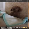 中國迷你貴賓被領養後,竟成為繁殖犬!這樣的領養人應該被列入黑名單!