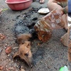 心疼!狗狗被瀝青死死黏住,好心人徒手「摳」救