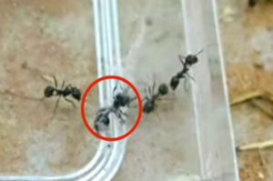 改觀！「一群」螞蟻冒生命危險只為了救「一隻」被蜘蛛網纏繞的夥伴！研究員：約6%犧牲了性命（影片）