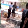 北京豐臺查狗事件:主人摔傷了警察,狗狗卻「背黑鍋」被送到了留檢所