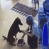 流浪狗受傷進藥店求助,藥師看到後的舉動讓網呼:「超暖!這樣的藥師給我來一打!」