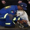 救過50多人的搜救犬退休,訓導員把牠的裝備換成了玩具:你值得幸福的餘生