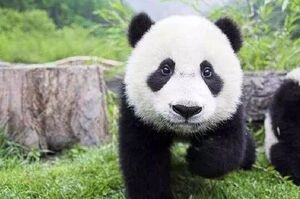 太挑食！大熊貓因為「養不起」而被退貨遣送回國：每年生活費要「60萬美金」