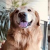 中國打死黃金獵犬男子已被刑拘,但參與圍毆的,不是1個人