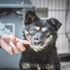 牠被惡人打出了一隻眼球,卻依舊不放棄尋找家的希望