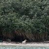 香港「犬之島」——專門遺棄狗狗的5座孤島,如今變成這樣了...網:「令人看到希望!」