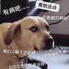 看主人玩VR遊戲,狗狗一臉嫌棄:「主人終於還是壞了」