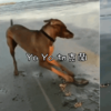 狗狗在沙灘上瘋狂玩蚌,好像在打碟,蚌:「活一輩子沒遭過這種罪!」