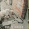 為母則強!黃金獵犬媽媽護崽心切,力戰3公尺長的大蛇!