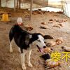 某養雞場200多隻雞被痛下殺手,犯罪嫌疑人竟然是...網:要說意外也不意外