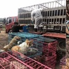 凌晨再截運狗前往狗肉館的車,近80%來自家庭寵物犬!