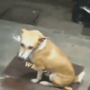 下雨天,商店老闆邀請流浪狗進店避雨,狗狗反而猶豫了