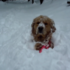 地表最萌躲貓貓♥這隻黃金獵犬從雪地裡「蹦」出來的模樣絕對想讓你重播一百遍♥♥♥