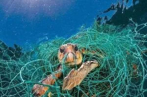 全球動物危在旦夕！塑膠嚴重侵蝕海洋，可憐動物成為人類行為的被害者