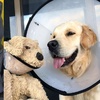 黃金獵犬絕育後悶悶不樂,背後的原因卻把人笑哭了!