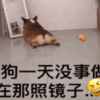 狗狗無聊時超愛照鏡子:今天也是比主人還帥的一天啊!