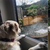 黃金獵犬搬家時忽然瞥見鄰居家獵犬,然後就…看對眼了…網:「根本羅密歐與茱麗葉」