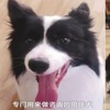 自閉症兒童的心理陪伴犬被盜!網友:「小偷把孩子們的希望偷走了…」