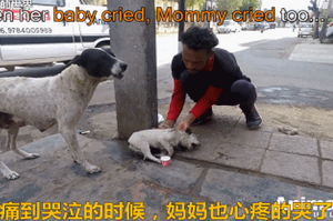孩子重傷，狗媽媽跑遍街道求助。最後母子重逢的場景，讓人淚目…
