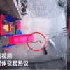 忠犬戶主!為了保護一歲的小主人,家裡的兩隻狗狗勇鬥眼鏡蛇
