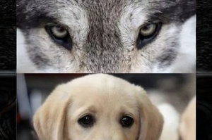 研究發現狗狗的「無辜眼」是模仿嬰兒的表情進化而來！專家：「沒錯，但有一種狗除外」