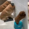 主人懲罰三隻犯錯的狗狗,網友看了大喊:「也太偏心了吧!」